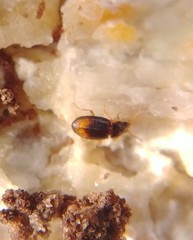 Mioptachys flavicauda