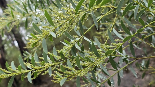 Acacia lunata, 2026-05-25