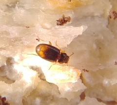 Mioptachys flavicauda