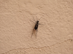 Odontocheila chrysis