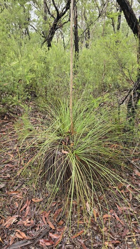 Xanthorrhoea media, photograph 1