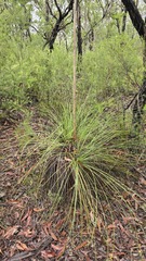 Xanthorrhoea media