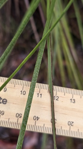 Xanthorrhoea media, photograph 3