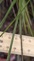 (c) Petra Holland, some rights reserved (CC BY) Xanthorrhoea media, photograph (c) Petra Holland, some rights reserved (CC BY)