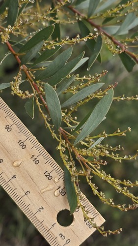 Acacia lunata, 2026-05-25