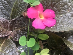 Episcia