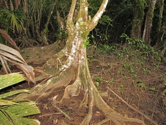 Pterocarpus officinalis