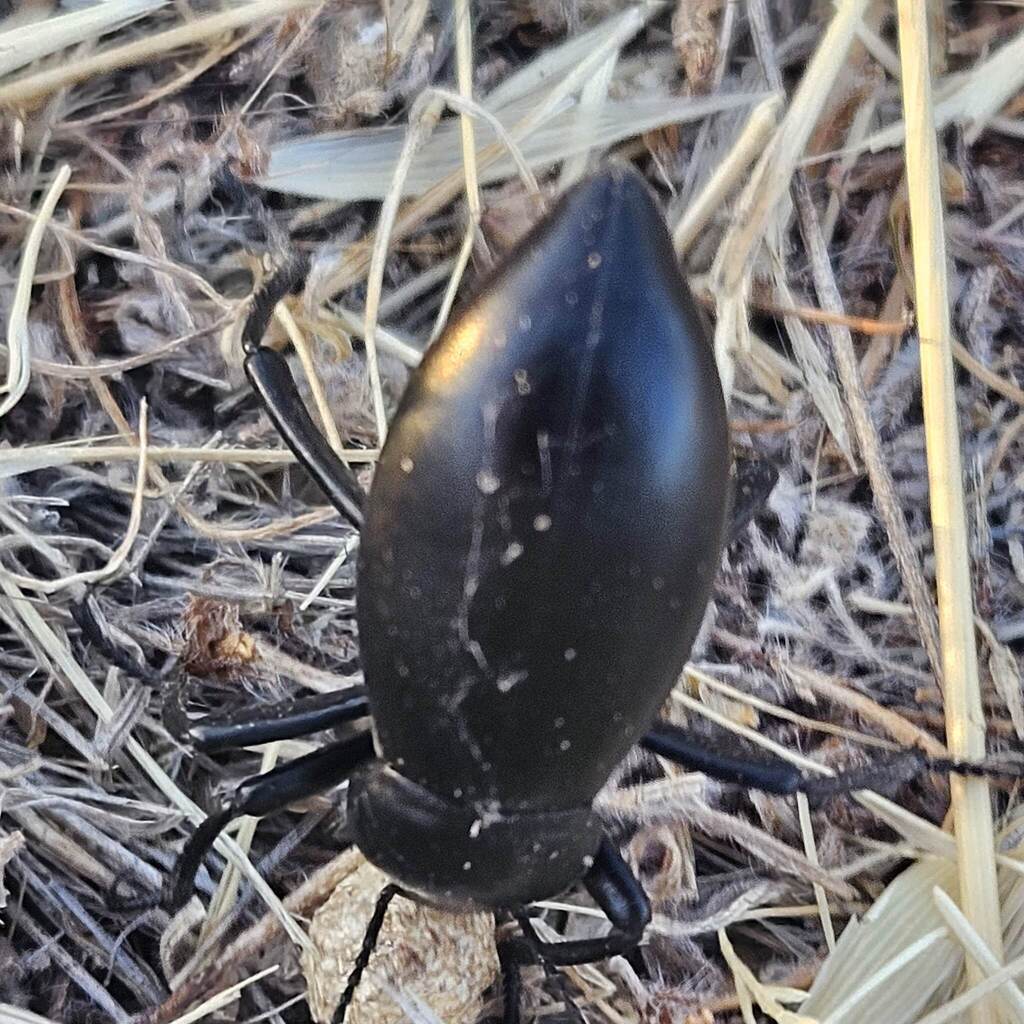 Eleodes gigantea