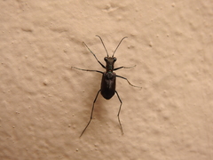 Odontocheila chrysis