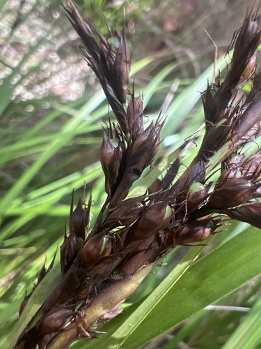 Gahnia beecheyi observed 2026-05-25