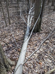 Acer rubrum