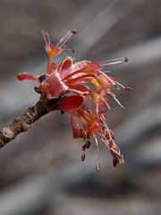 Acer rubrum
