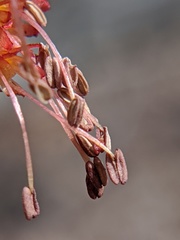 Acer rubrum