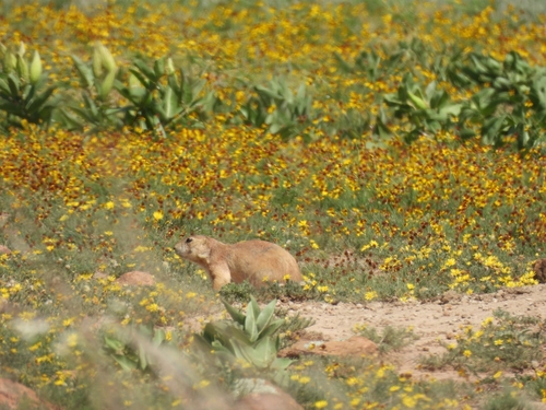 Prairie Dog