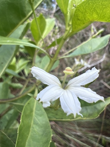 Scaevola gaudichaudiana observed 2026-05-25