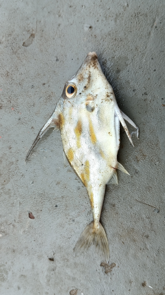 Blotched tripodfish (Pseudotriacanthus strigilifer) — Triacanthidae