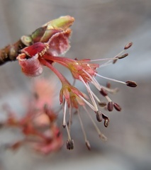 Acer rubrum