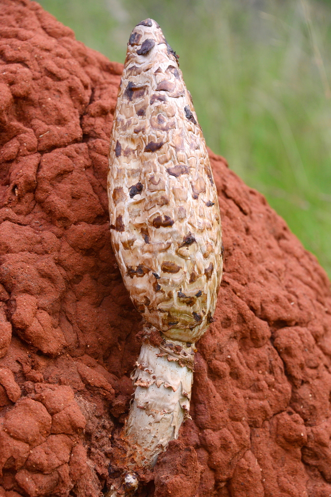 Podaxis beringamensis