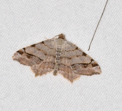 Macaria aequiferaria