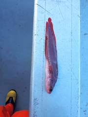 Brosmophycis marginata