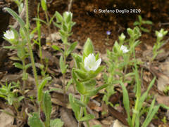 Cerastium dichotomum