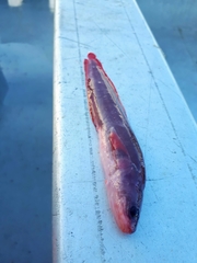 Brosmophycis marginata