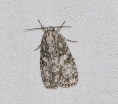 Acronicta retardata