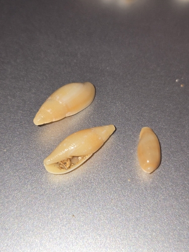 Probata barbadensis observed 2026-05-25
