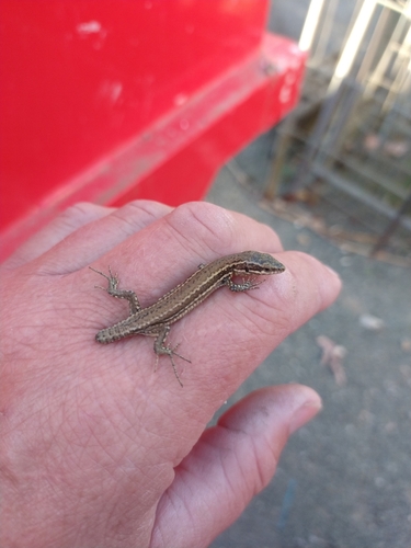 Common Wall Lizard