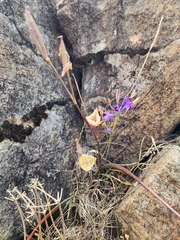 Calochortus tiburonensis, photograph (c) Rupert Clayton, some rights reserved (CC BY)