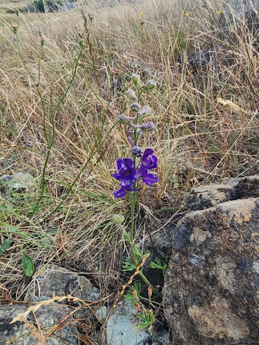 Delphinium hesperium, photograph 5