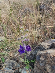Delphinium hesperium, photograph (c) Rupert Clayton, some rights reserved (CC BY)