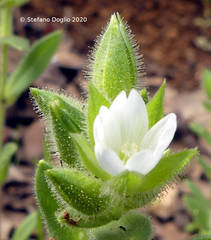 Cerastium dichotomum