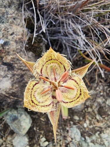 Calochortus tiburonensis, photograph 3