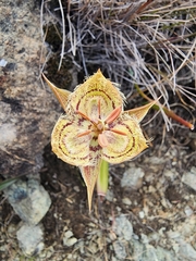 (c) Rupert Clayton, some rights reserved (CC BY) Calochortus tiburonensis, photograph (c) Rupert Clayton, some rights reserved (CC BY)