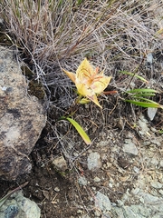 (c) Rupert Clayton, some rights reserved (CC BY) Calochortus tiburonensis, photograph (c) Rupert Clayton, some rights reserved (CC BY)