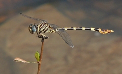 Phyllogomphoides stigmatus