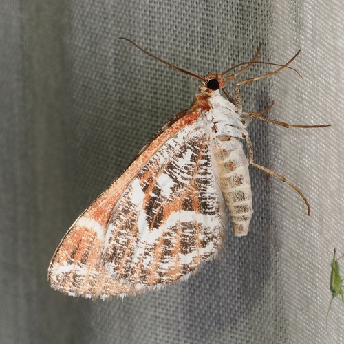 Stamnodes marmorata