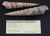 Caviturritella gonostoma - Photo (c) Ignacio March Mifsut, some rights reserved (CC BY-SA), uploaded by Ignacio March Mifsut