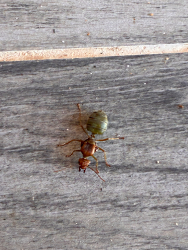 Asian Weaver Ant
