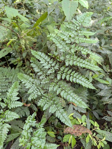 Dryopteris hasseltii observed 2026-05-19