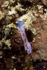 Pseudoceros liparus