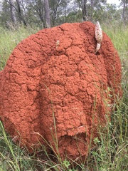 Podaxis beringamensis