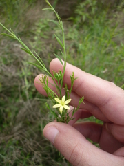 Menodora integrifolia