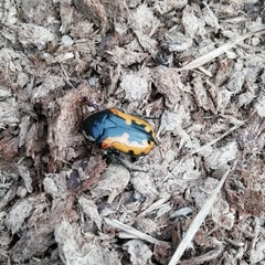 Phoxomela umbrosa