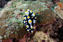 Phyllidia carlsonhoffi