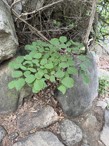 Celtis koraiensis