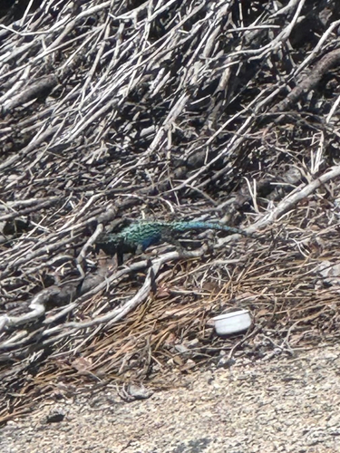 iNaturalist observation photo of Western Fence Lizard
