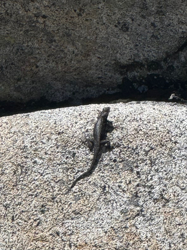 iNaturalist observation photo of Western Fence Lizard