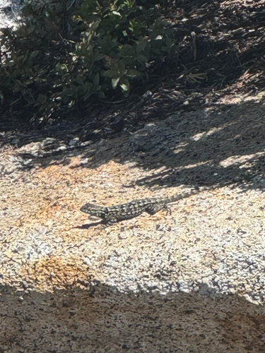 iNaturalist observation photo of Western Fence Lizard